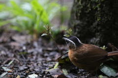 Pellorneum capistratum