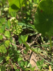 Hydrocotyle tribotrys