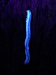 Spirobolellus immigrans