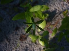Sabatia calycina