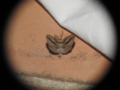 Ecleora solieraria