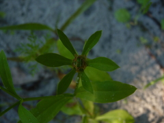 Sabatia calycina