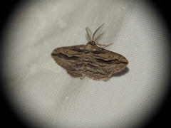 Ecleora solieraria