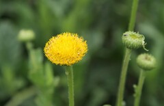 Nidorella podocephala