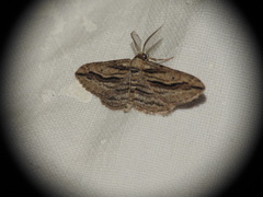 Ecleora solieraria