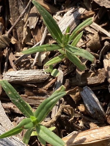 Hexasepalum teres, photograph 3