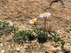 Erigeron algidus