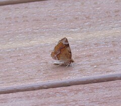 Metarranthis refractaria