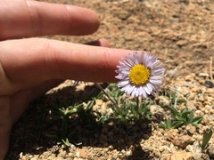 Erigeron algidus