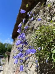 Campanula cochleariifolia