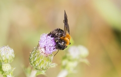 Andrena thoracica