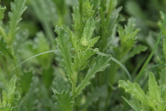 Nidorella podocephala