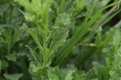 Nidorella podocephala