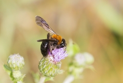 Andrena thoracica
