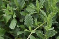 Nidorella podocephala