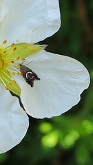 Glyphipterix simpliciella