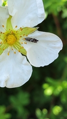 Glyphipterix simpliciella