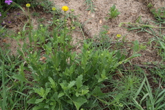 Nidorella podocephala