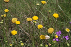Nidorella podocephala