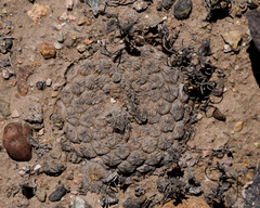Eriosyce napina tenebrica