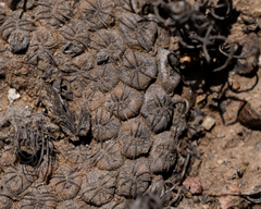 Eriosyce napina tenebrica