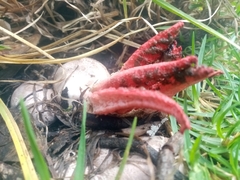 Clathrus archeri