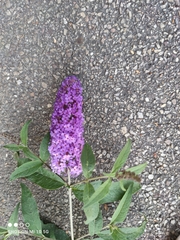 Buddleja davidii
