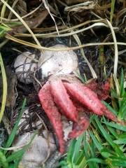 Clathrus archeri