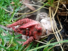 Clathrus archeri