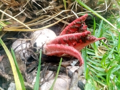 Clathrus archeri