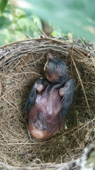 Pycnonotus conradi