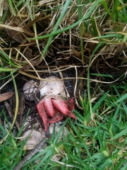 Clathrus archeri