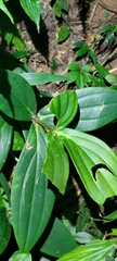 Medinilla formosana