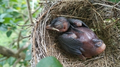 Pycnonotus conradi