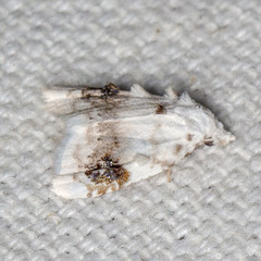 Nola cilicoides