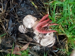 Clathrus archeri