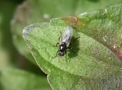 Coenosia atra