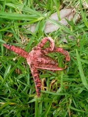Clathrus archeri