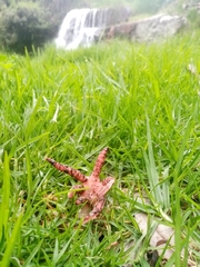 Clathrus archeri