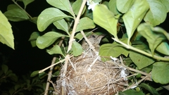 Pycnonotus conradi