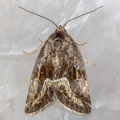 Deltote bellicula