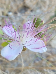 Capparis orientalis