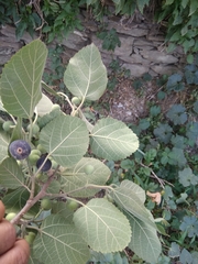 Ficus palmata