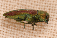 Chrysophana placida