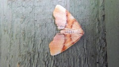 Plagodis phlogosaria