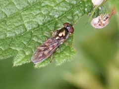 Platycheirus scutatus