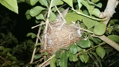 Pycnonotus conradi