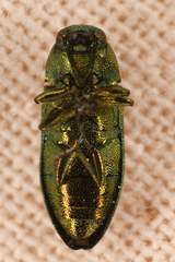Chrysophana placida