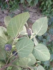 Ficus palmata
