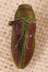 Chrysophana placida